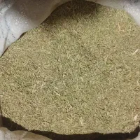 خار|لوازم جانبی حیوانات|هامون, |دیوار