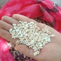 لپه لوبیا|خوردنی و آشامیدنی|گندمان, |دیوار