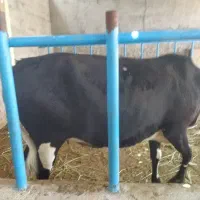 گاو گوشتی مناسب برای قصابی ،قیمت توافقی