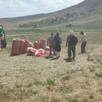 کاه یونجه سبز شاه جهان تبریان