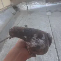 کفتر|پرنده|قم, باغ شریفی|دیوار