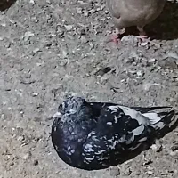 کبوتر|پرنده|باوی, |دیوار