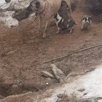 واگذاری سگ سراب ماده