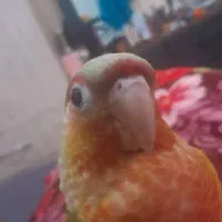 طوطی گرینچیک بهترین رنگقیمت با قفس ۶ ملیون