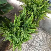 گل آپارتمان و کادویی ، گلدان ، خاک برگ و کود و سم|گل و گیاه طبیعی|گنبد کاووس, |دیوار