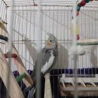 دوتا عروس هلندی|پرنده|بجنورد, |دیوار