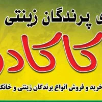 دنیای پرندگان زینتی کاکادو