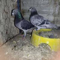 کفتر مسافتی