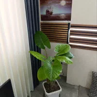 بابا آدم گل لاکچری|گل و گیاه طبیعی|قم, سید معصوم|دیوار