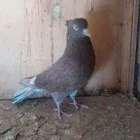 کفتر سرخ|پرنده|مشکین‌دشت, |دیوار