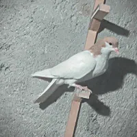 جفت خال عروسک شقه|پرنده|گلبهار, شهر جدید گلبهار|دیوار