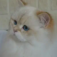 گربه بیریتیش لانگ هیر|گربه|قم, شاه ابراهیم|دیوار