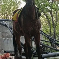 اسب بی ترمز