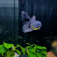 ماهی گلدفیش اُرکید تیل بوفالو گُلد تاپ گرید|ماهی|تهران, نعمتآباد|دیوار