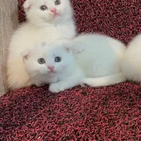 گربه اسکاتیش سفید