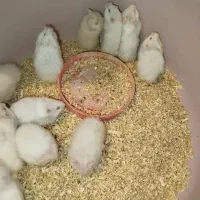 فروش همستر دونه190ارسال هم دارم|موش و خرگوش|دوگنبدان, |دیوار