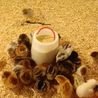 جوجه گلپایگانی