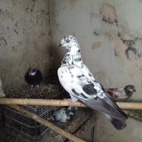 کبوتر|پرنده|املش, |دیوار