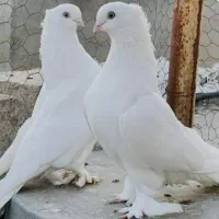 کبوتر پلاکی پیدا شده