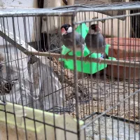 فنچ نرگسی مولد|پرنده|صوفیان, |دیوار