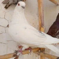 کبوتر تضمینی بالا ۷ ساعت تیرماه