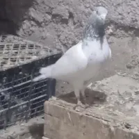 کبوتر پرشی 1روز پرش|پرنده|خرمشهر, |دیوار