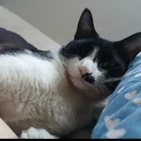 گمشده|حیوانات|نوشهر, |دیوار