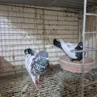 ۳ جفت پرشی|پرنده|شاهین‌شهر, حافظ شمالی|دیوار