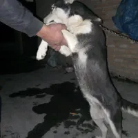 هاسگی|سگ|اردبیل, |دیوار