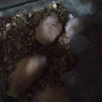 همستر|موش و خرگوش|گرگان, |دیوار