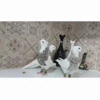 چندتا طوقی نرماده