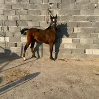 فروشکرهنریانعرببامدارک