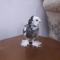ماده راعبی دوکاکل
