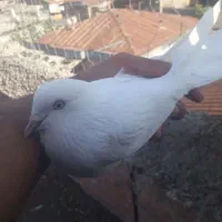 سلام یه کبوتر  ماده از نصل شمرونی|پرنده|مزرعه کتول, |دیوار