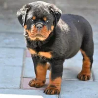 توله روتوایلر اروپایی سگ روتوایلر دلقکی رتوایلر|سگ|تهران, الهیه|دیوار