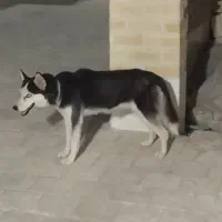 سگ هاسکی