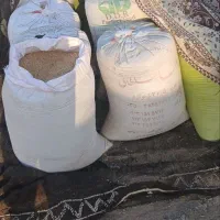 گندم|گل و گیاه طبیعی|مشهد, شهرک شهید باهنر|دیوار