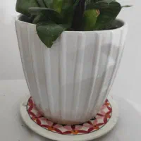 گل سانسوریا پا کوتاه|گل و گیاه طبیعی|کرج, باغستان|دیوار