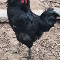 خروس مرندی سیاه