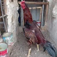 خروس لاری|حیوانات مزرعه|بهارستان, |دیوار