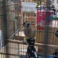 سهره دو هفته قفس داغسر|پرنده|تهران, مشیریه|دیوار