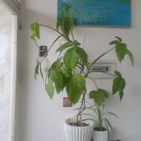 دوعدد گل وگلدان