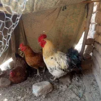 مرغ و خروس