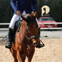 آموزش رشته سوارکاری