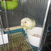 تراکویست پاین اپل ردفکتور رام و دستی