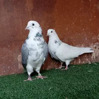 کبوتر بلند پرواز شمال( بندرگز )|پرنده|گرگان, |دیوار