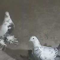 گوگوریخ ارکح قیمت ۱ میلیون