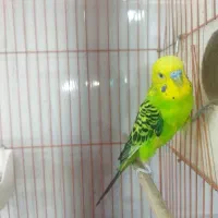 جفت مرغ عشق بهمراه جوجه|پرنده|ارومیه, |دیوار