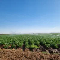 زمین کشاورزی|اجارهٔ دفتر صنعتی، کشاورزی، تجاری|کبودرآهنگ, |دیوار