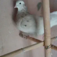 کفتر سرور|پرنده|مشکین‌دشت, |دیوار